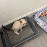 kitten, cat, litter_box, pet_bed, toy, indoor, floor, wall, gray, white, brown, cream, small, young, animal, domestic, feline, texture, resting, corner
