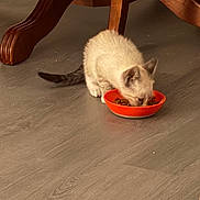 Buoy is registered to the contest to win money with this photo: kitten, cat, orange_bowl, food, floor, wooden_floor, table_leg, indoor, pet, animal, young_cat, eating, fur, small, domestic_cat, cute, feline, mammal, whiskers, tail