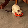 kitten, cat, orange_bowl, food, floor, wooden_floor, table_leg, indoor, pet, animal, young_cat, eating, fur, small, domestic_cat, cute, feline, mammal, whiskers, tail