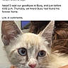 Buoy joined the competition — help win amazing prizes! kitten, cat, blue_eyes, close_up, portrait, animal, pet, feline, face, whiskers, ears, fur, person, hand, holding, indoor, news_text, banner, website, rescue