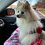 animal, car_interior, cherry_pattern, cute, dog, fluffy, harness, leash, nature, parking_lot, pet, pink_blanket, pomeranian, portrait, red_flower, side_mirror, sky, trees, white_fur, window