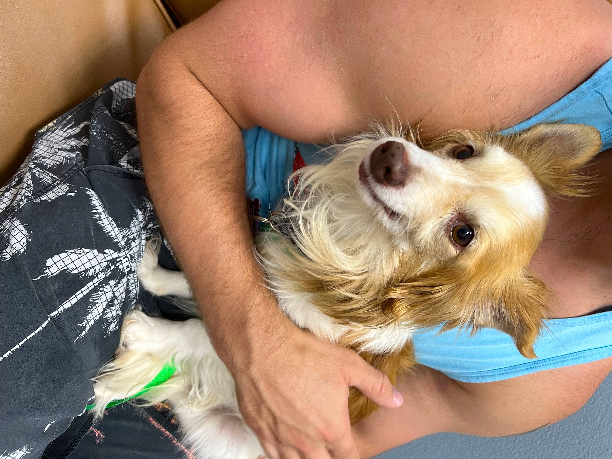 Curtis is registered to the contest to win money with this photo: canidae, carnivore, companion_dog, dog, dog_breed, ear, eyewear, fawn, fur, glasses, happy, human_leg, nail, sitting, snout, sporting_group, sunglasses, terrier, thigh, toy_dog