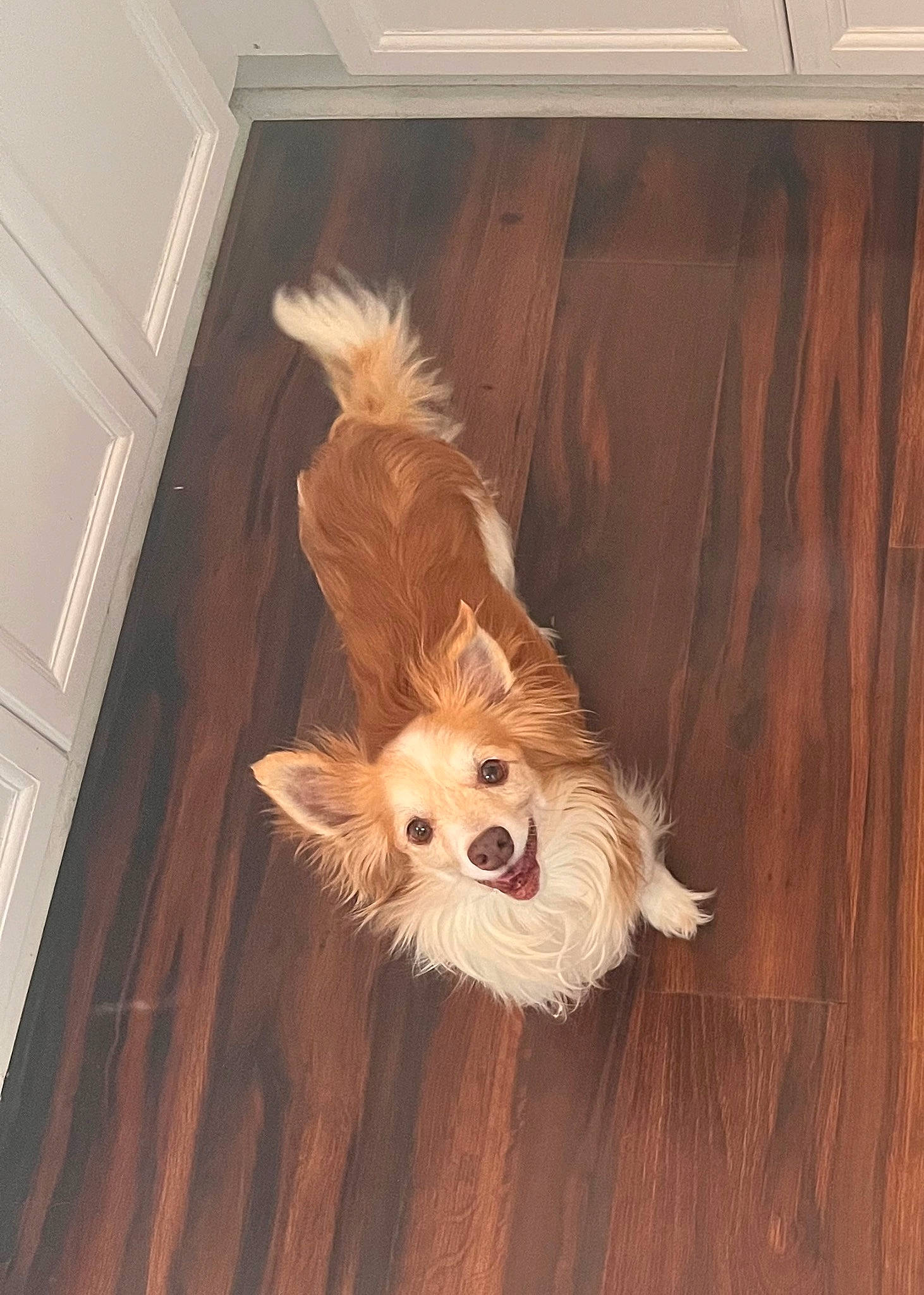 Curtis is registered to the contest to win money with this photo: carnivore, companion_dog, dog, dog_breed, dog_supply, door, fawn, flooring, german_spitz, hair, hardwood, liver, snout, spitz, tail, toy, toy_dog, whiskers, wood, wood_stain