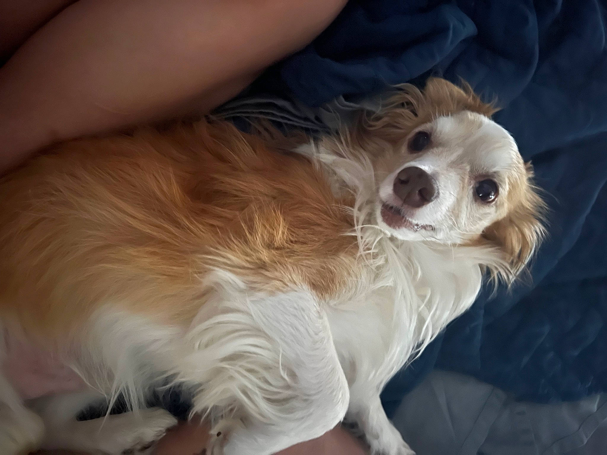 Curtis is registered to the contest to win money with this photo: canidae, carnivore, companion_dog, dog, dog_breed, dog_supply, eyewear, fawn, fur, goggles, maltepoo, puppy_love, small_terrier, snout, spaniel, sporting_group, sunglasses, terrier, toy_dog, whiskers