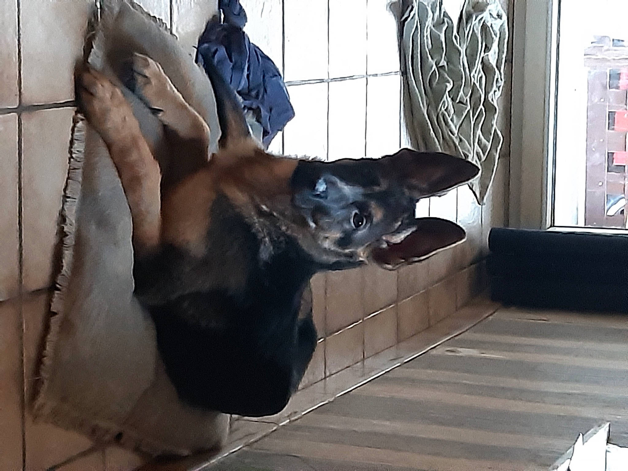 Chicco participe au concours pour gagner de l'argent avec cette photo : animal_shelter, canidae, carnivore, comfort, companion_dog, dog, dog_breed, dog_supply, ear, fawn, flooring, fur, guard_dog, picture_frame, snout, sporting_group, toy_dog, whiskers, window, working_animal