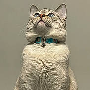 Gouda joined the competition — help win amazing prizes! animal, bell, blue_eyes, cat, closeup, collar, curious, cute, domestic_animal, feline, fluffy_fur, fur, gray_background, indoor, looking_up, mammal, pet, portrait, sitting, whiskers