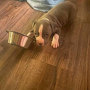 Legacy is registered to the contest to win money with this photo: puppy, dog, floor, wooden_floor, bowl, blanket, indoor, pet, animal, young_dog, brown_puppy, white_marking, lying_down, curious, cozy, domestic, cute, small, resting, house