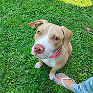 Latte joined the competition — help win amazing prizes! animal, canine, casual, collar, cute, dog, flip_flop, foot, friendly, grass, greenery, looking_up, nature, outdoor, paw, pet, pink_collar, summer, sunlight, young_dog
