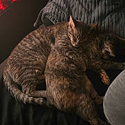 Diamond Sapphire joined the competition — help win amazing prizes! cat, cats, sleeping, snuggling, cozy, bed, blanket, fur, pet, animal, tabby, resting, cute, domestic, mammal, companion, indoors, relaxing, friendship, warm