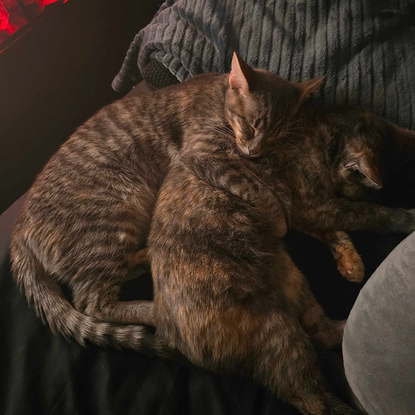 Diamond Sapphire joined the competition — help win amazing prizes! animal, bed, blanket, cat, cats, companion, cozy, cute, domestic, friendship, fur, indoors, mammal, pet, relaxing, resting, sleeping, snuggling, tabby, warm