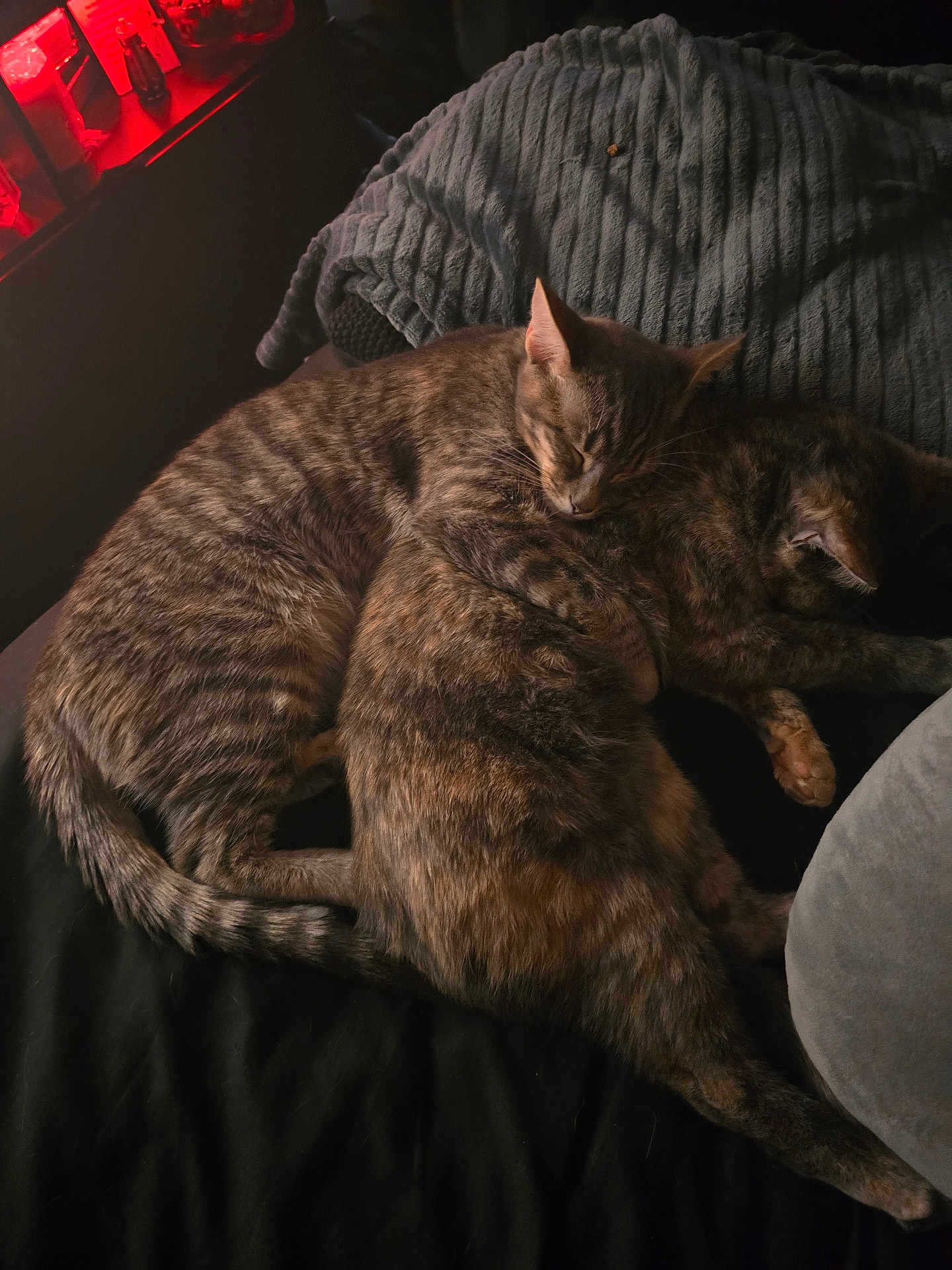 Diamond Sapphire joined the competition — help win amazing prizes! cat, cats, sleeping, snuggling, cozy, bed, blanket, fur, pet, animal, tabby, resting, cute, domestic, mammal, companion, indoors, relaxing, friendship, warm