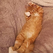 Luigi a rejoint le concours — aidez-le/la à gagner de superbes lots ! cat, orange_tabby, fluffy, blanket, relaxed, indoor, pet, cozy, fur, paw, sleepy, cute, animal, resting, feline, couch, comfort, whiskers, home, lying_down