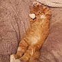 animal, blanket, cat, comfort, couch, cozy, cute, feline, fluffy, fur, home, indoor, lying_down, orange_tabby, paw, pet, relaxed, resting, sleepy, whiskers