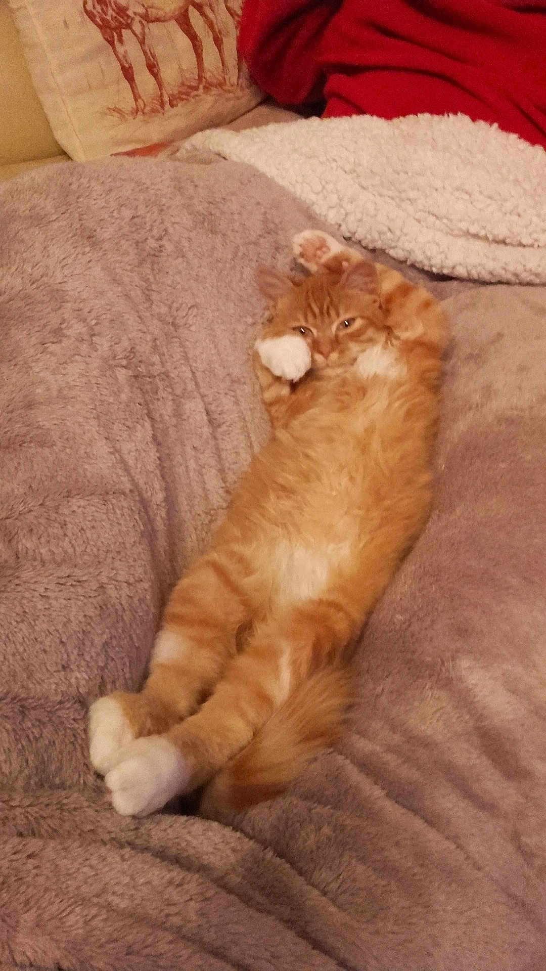 Luigi a rejoint le concours — aidez-le/la à gagner de superbes lots ! cat, orange_tabby, fluffy, blanket, relaxed, indoor, pet, cozy, fur, paw, sleepy, cute, animal, resting, feline, couch, comfort, whiskers, home, lying_down
