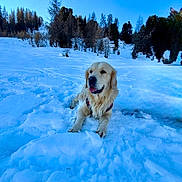 Rio a rejoint le concours — aidez-le/la à gagner de superbes lots ! dog, golden_retriever, snow, winter, outdoor, nature, trees, canine, animal, pet, happy, landscape, cold, sky, forest, mammal, fur, playful, daylight, scenery