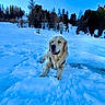 dog, golden_retriever, snow, winter, outdoor, nature, trees, canine, animal, pet, happy, landscape, cold, sky, forest, mammal, fur, playful, daylight, scenery