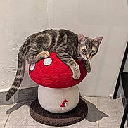 Bao participe au concours pour gagner de l'argent avec cette photo : cat, tabby_cat, mushroom_stool, red, white, floor, tile_floor, wall, indoor, pet, animal, feline, sitting, relaxed, curious, shadow, chair_leg, home, decor, playful