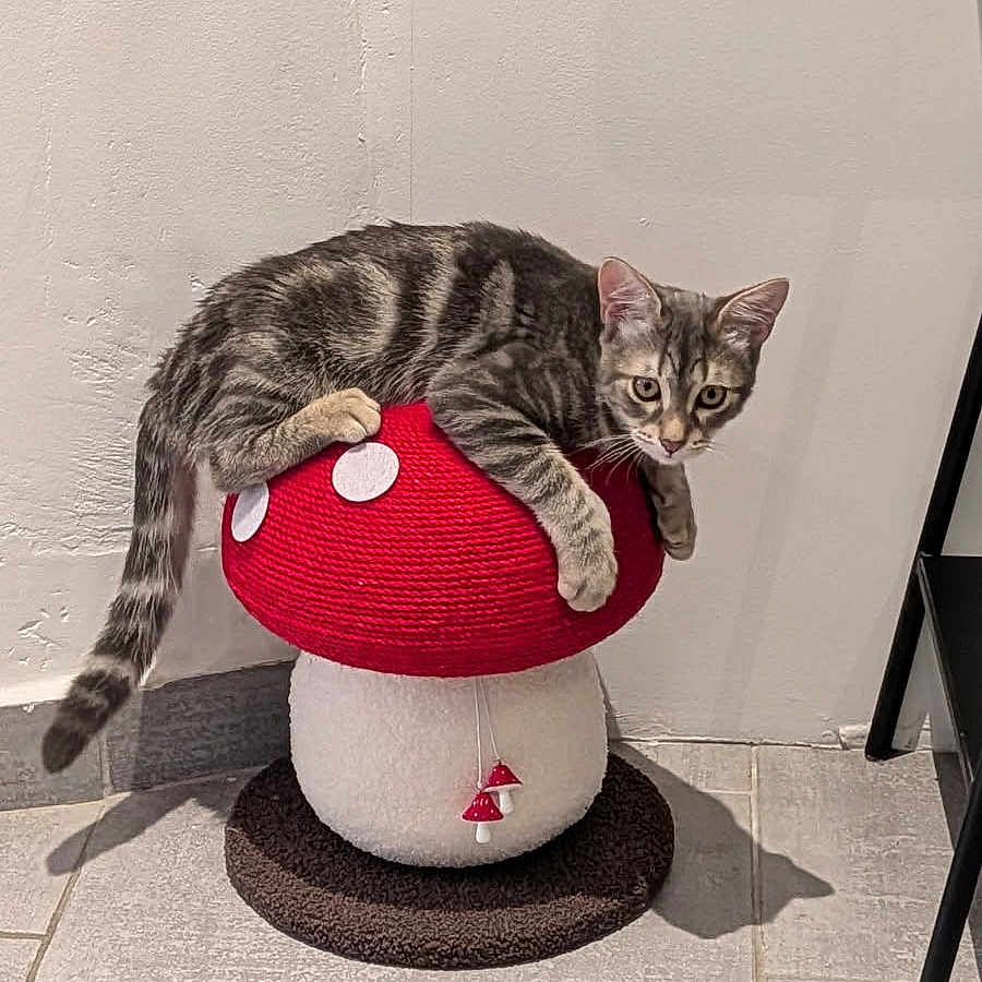 Bao participe au concours pour gagner de l'argent avec cette photo : cat, tabby_cat, mushroom_stool, red, white, floor, tile_floor, wall, indoor, pet, animal, feline, sitting, relaxed, curious, shadow, chair_leg, home, decor, playful