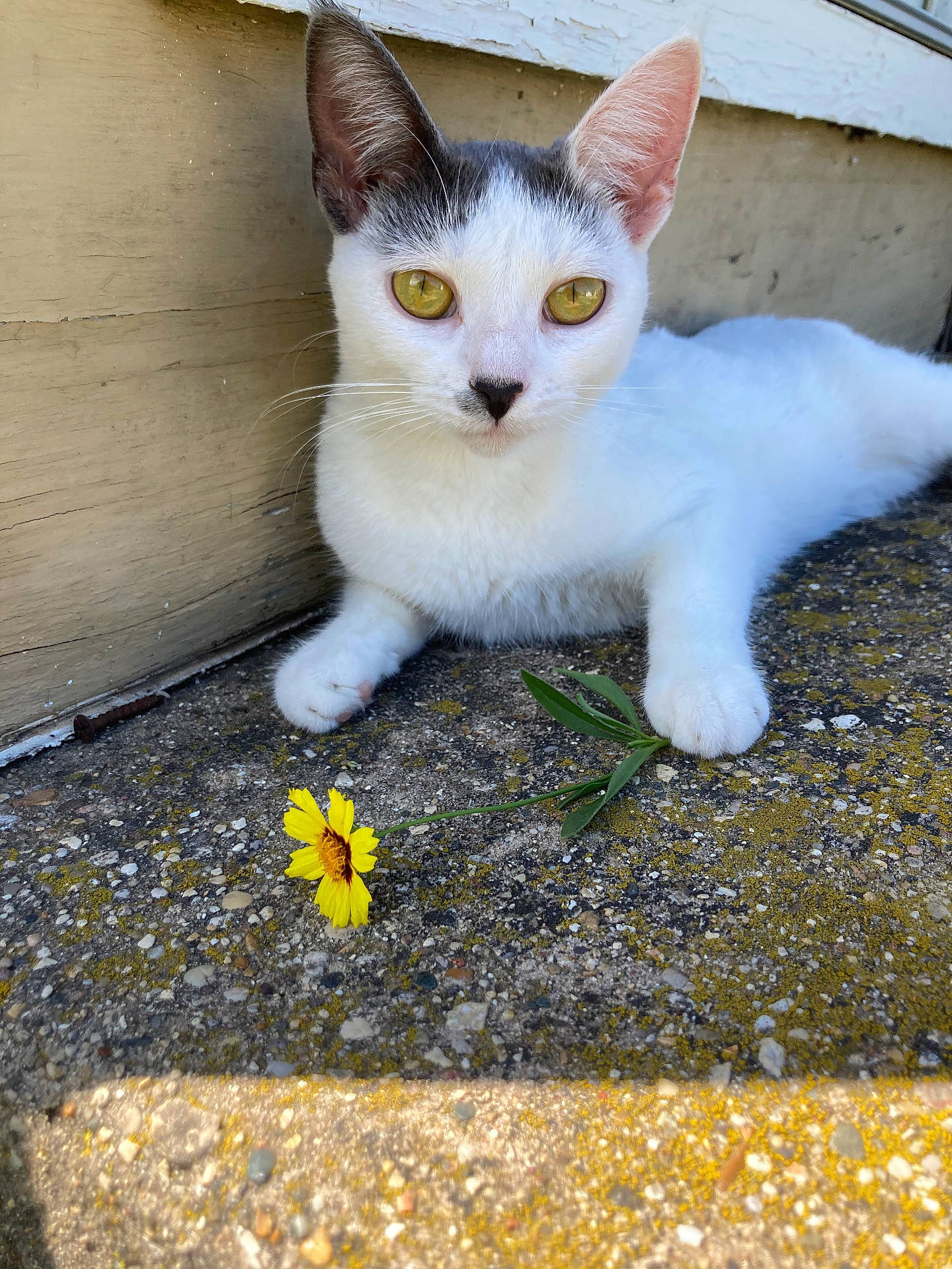 Lola joined the competition — help win amazing prizes! abyssinian, anemone, angora, animal, cat, daisy, flower, gravel, head, kitten, manx, person, pet, petal, plant, road, rock, slate, soil, sunflower