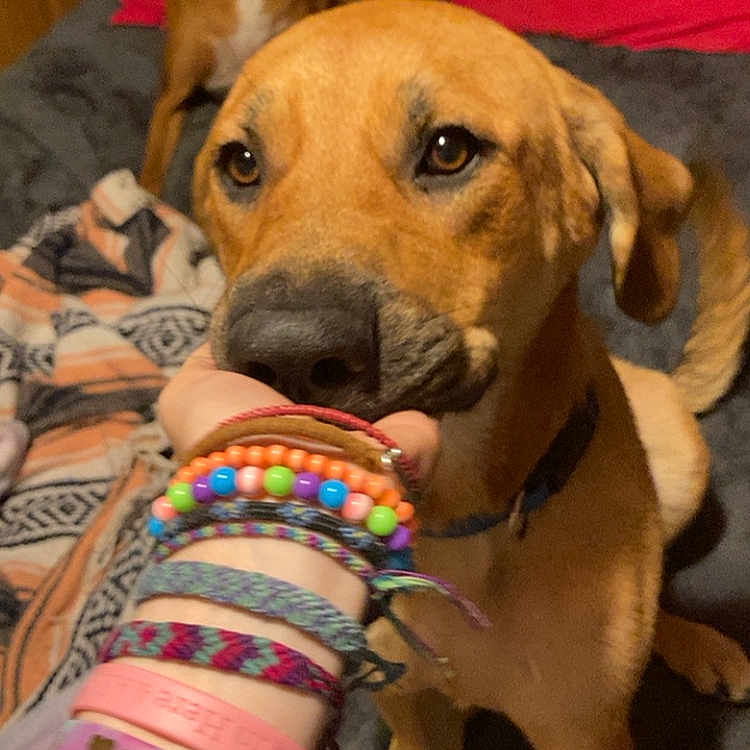 Tinka joined the competition — help win amazing prizes! accessories, animal, baby, bangles, bodypart, bracelet, canine, couch, dog, finger, furniture, hand, hound, jewelry, ornament, person, pet, puppy, strap, wrist