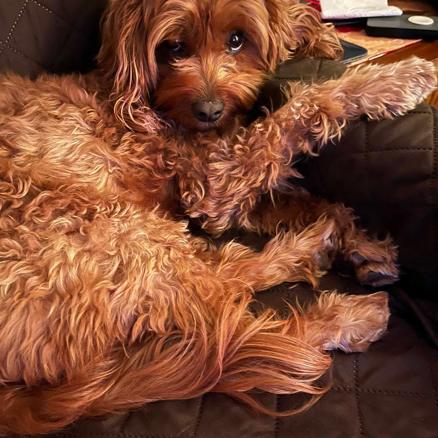 Coco is registered to the contest to win money with this photo: animal, brown_fur, close_up, companion, couch, cozy, curly_hair, cute, dog, domestic_animal, fur, furniture, home, indoor, looking, mammal, pet, quilted, relaxed, resting