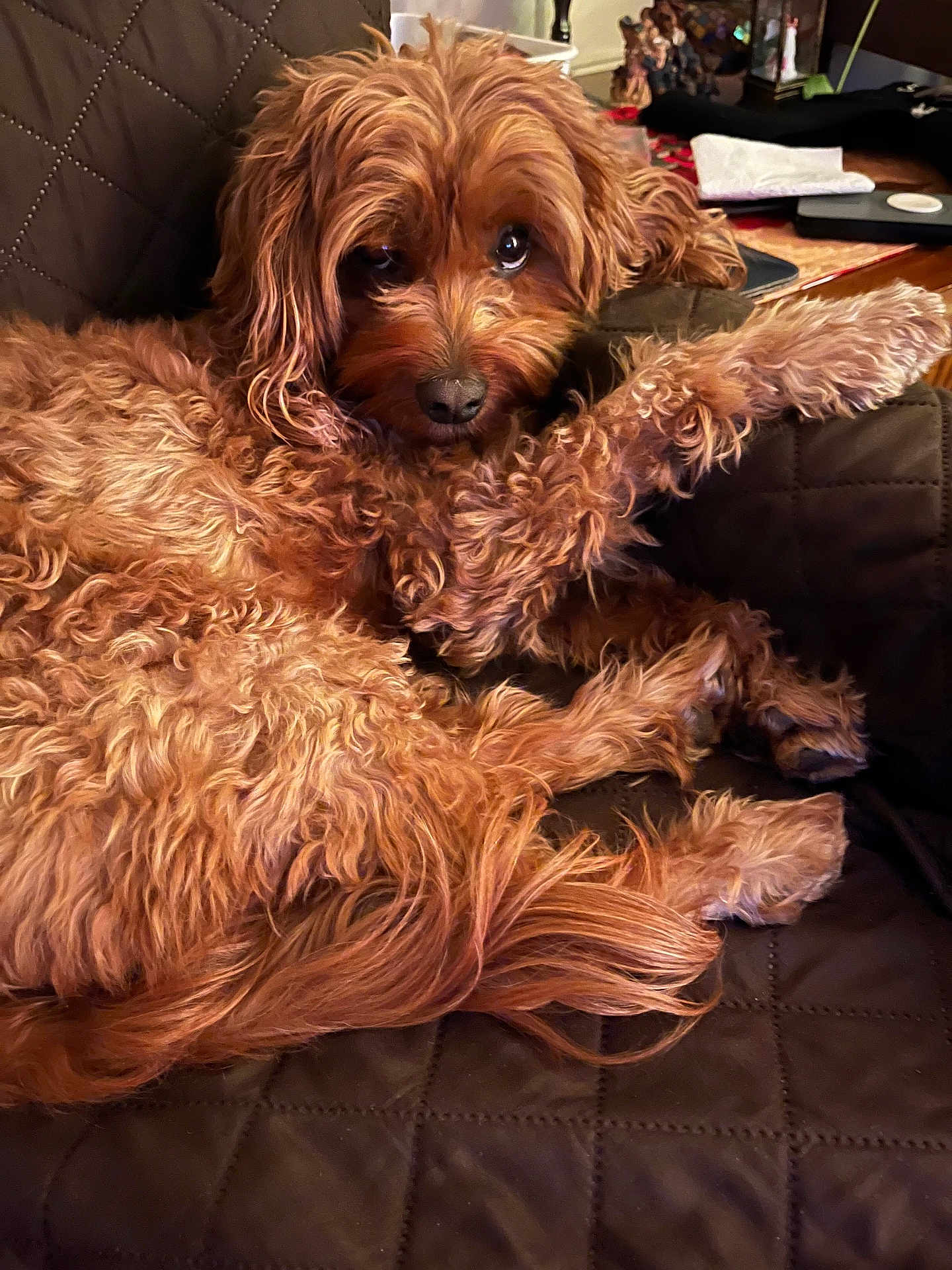 Coco is registered to the contest to win money with this photo: dog, curly_hair, brown_fur, pet, couch, indoor, relaxed, fur, animal, companion, home, quilted, furniture, looking, cute, resting, domestic_animal, cozy, close_up, mammal