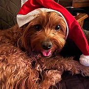 Coco joined the competition — help win amazing prizes! dog, brown_dog, santa_hat, holiday, christmas, pet, fluffy, tongue_out, cute, cozy, indoor, quilted_surface, lamp, plant, fur, animal, relaxed, portrait, closeup, festive