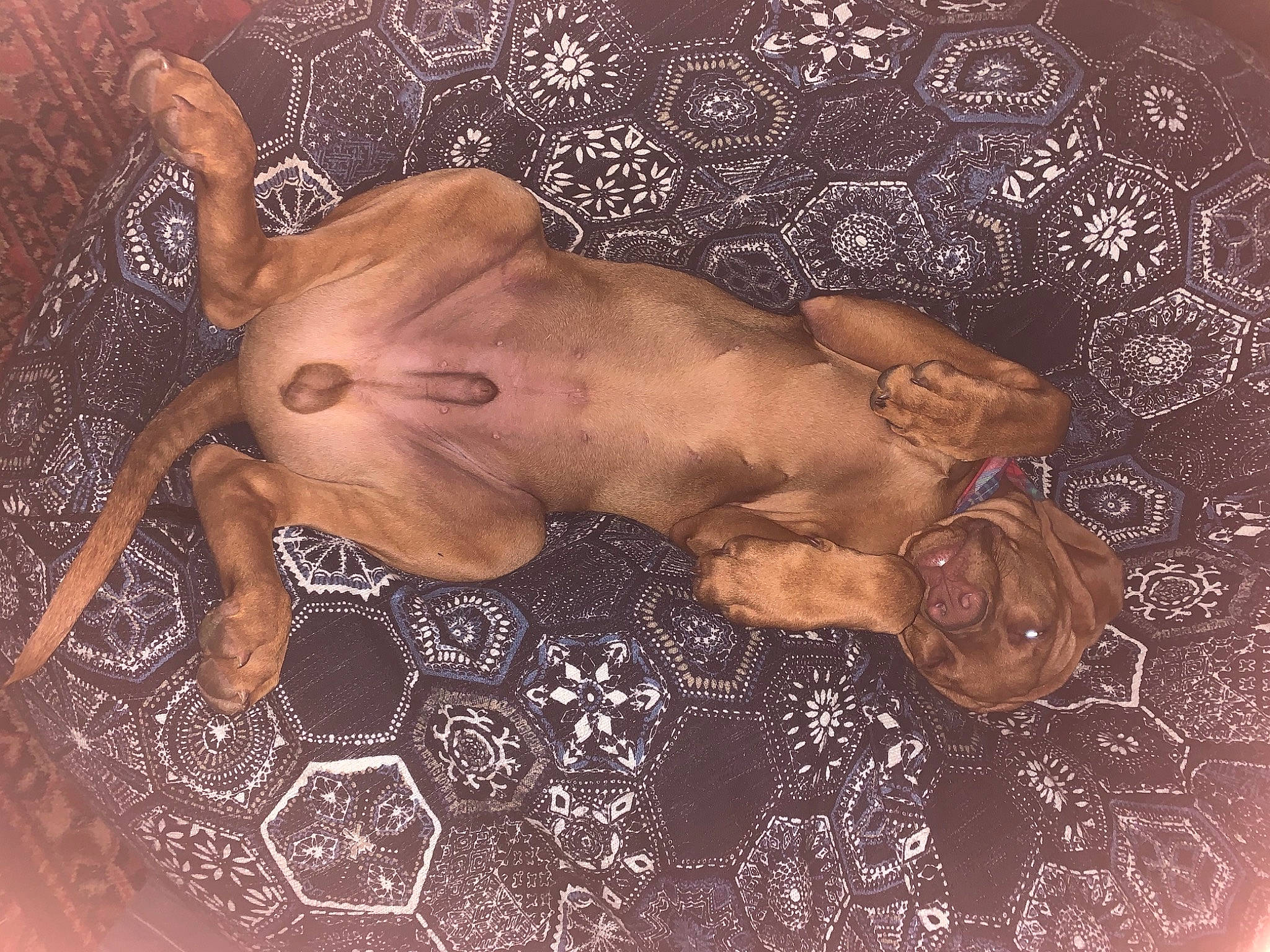 Pityu participe au concours pour gagner de l'argent avec cette photo : art, canidae, chest, dog, dog_breed, fashion_accessory, fawn, ingredient, liver, painting, pattern, plant, serveware, snout, sporting_group, vegetable, visual_arts, whiskers, wood, working_animal