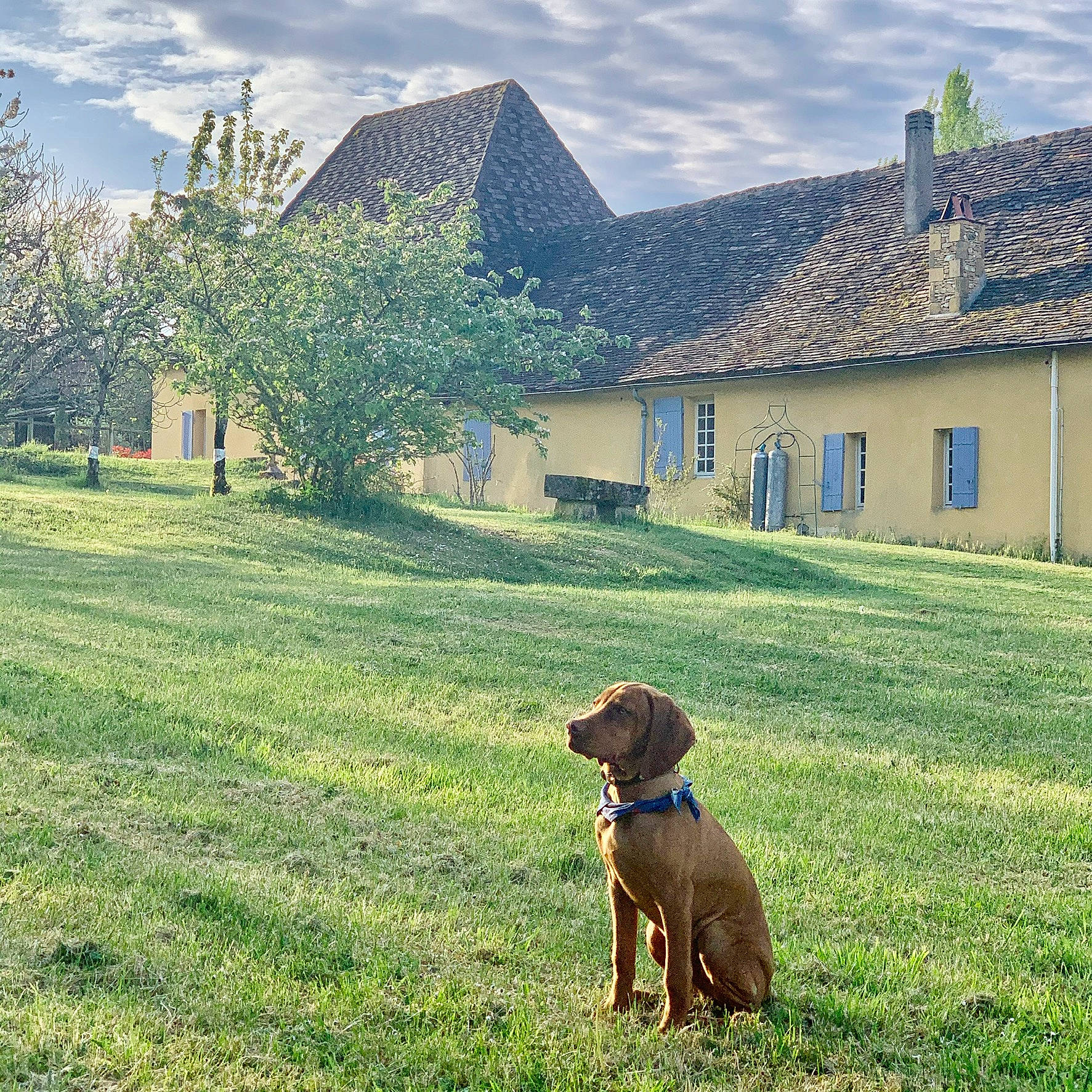 Pityu a rejoint le concours — aidez-le/la à gagner de superbes lots ! building, carnivore, cloud, dog, fawn, grass, grassland, land_lot, landscape, mammal, meadow, morning, natural_landscape, people_in_nature, plant, rural_area, sky, tree, window, working_animal