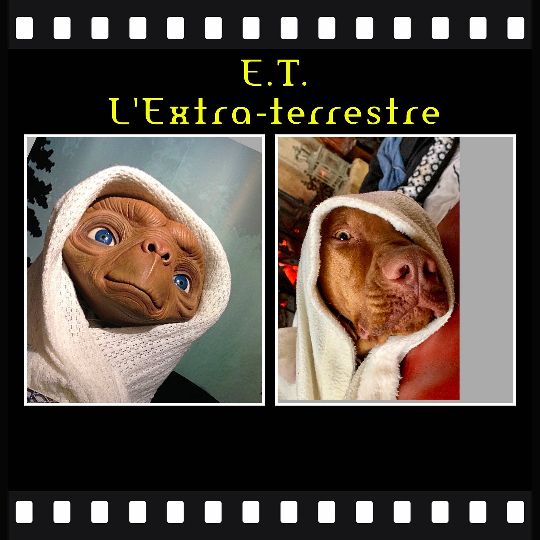 Pityu participe au concours pour gagner de l'argent avec cette photo : canidae, carnivore, circle, companion_dog, dog, dog_breed, fawn, font, jaw, liver, mammal, organism, photo_caption, product, rectangle, snout, sporting_group, vertebrate, working_animal, wrinkle