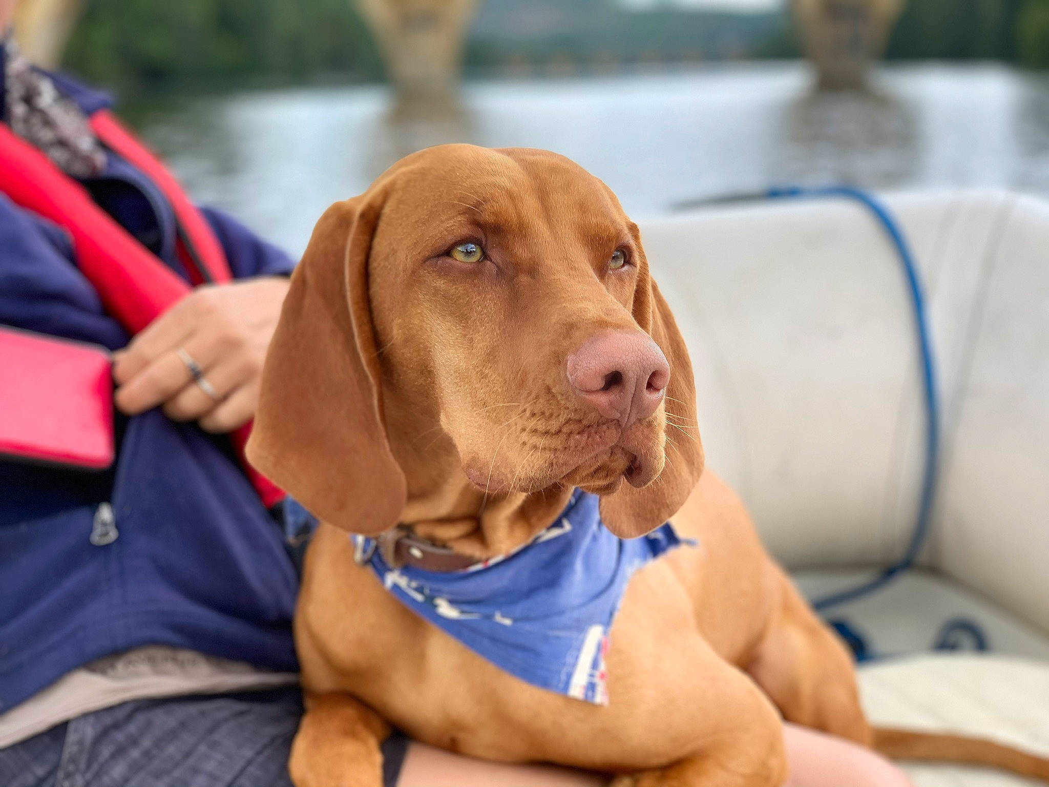 Pityu a rejoint le concours — aidez-le/la à gagner de superbes lots ! carnivore, collar, comfort, companion_dog, couch, dog, dog_breed, dog_collar, dog_supply, fawn, gun_dog, hound, leisure, liver, pet_supply, recreation, snout, sporting_group, water, working_animal