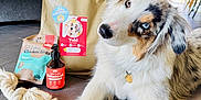Yuki a rejoint le concours — aidez-le/la à gagner de superbes lots ! australian_shepherd, blue_eye, brown_eye, collar, curious, dog, dog_food, heterochromia, home, indoor, kitchen, lying_down, natural_light, pet, pet_accessories, rope_toy, salmon_oil, tag, tiled_floor, toy