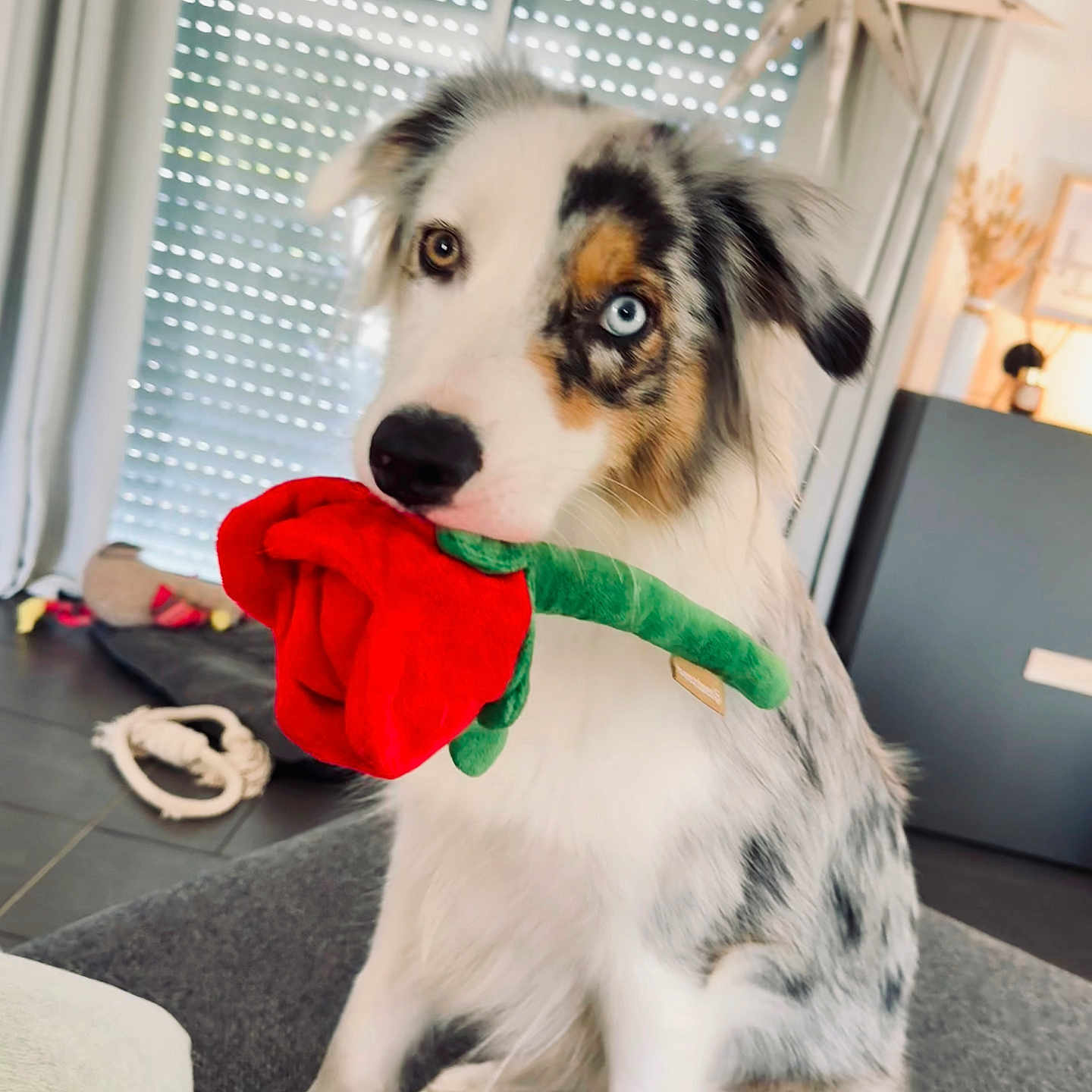 Yuki a rejoint le concours — aidez-le/la à gagner de superbes lots ! animal, blue_eye, brown_eye, couch, curtains, cute, decor, dog, domestic, floor, furniture, heterochromia, indoor, pet, plush_toy, portrait, red_rose, sitting, toy, window