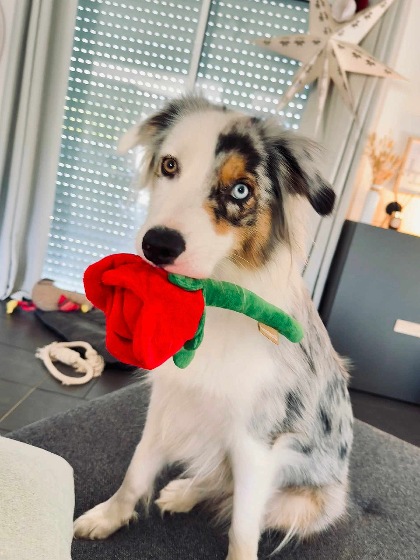 Yuki a rejoint le concours — aidez-le/la à gagner de superbes lots ! animal, blue_eye, brown_eye, couch, curtains, cute, decor, dog, domestic, floor, furniture, heterochromia, indoor, pet, plush_toy, portrait, red_rose, sitting, toy, window