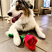 Yuki a rejoint le concours — aidez-le/la à gagner de superbes lots ! blurred_background, canine, collar, cute, dog, domestic, floor, fur, happy, indoor, living_room, panting, pet, playful, plush, puppy, relaxed, rose, tile_floor, toy