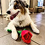 blurred_background, canine, collar, cute, dog, domestic, floor, fur, happy, indoor, living_room, panting, pet, playful, plush, puppy, relaxed, rose, tile_floor, toy