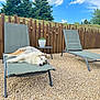 Yuki a rejoint le concours — aidez-le/la à gagner de superbes lots ! backyard, canine, clouds, daytime, dog, furniture, gravel, green, lounge_chair, nature, outdoor, pet, plant, relaxing, resting, sky, summer, sunny, tree, wooden_fence