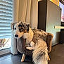 Yuki a rejoint le concours — aidez-le/la à gagner de superbes lots ! black, blinds, brown, canine, curtains, dog, floor_tiles, fluffy_tail, furniture, gray, home, indoor, living_room, pet, quiet, relaxed, small_chair, sunlight, white, window