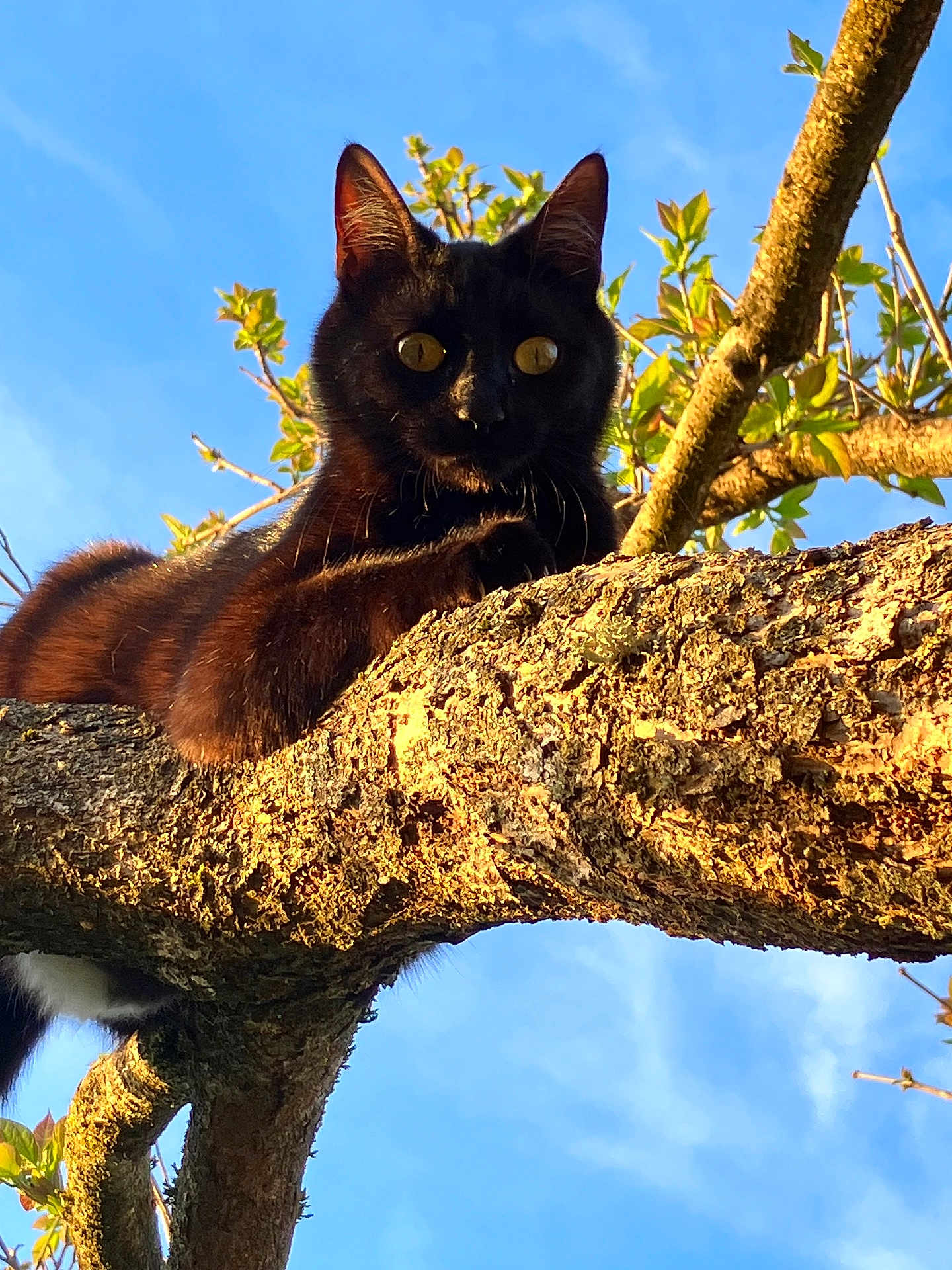 Petou participe au concours pour gagner de l'argent avec cette photo : alert, animal, black_cat, blue_sky, branch, closeup, curious, daylight, eyes, feline, leaves, mammal, nature, outdoor, pet, portrait, resting, sunlight, tree, wildlife