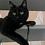 Petou a rejoint le concours — aidez-le/la à gagner de superbes lots ! animal, black_cat, black_fur, cat, close_up, curious, cute, domestic_cat, feline, indoor, looking, paw, pet, playful, railing, relaxed, resting, striped_background, whiskers, yellow_eyes