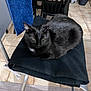 Petou participe au concours pour gagner de l'argent avec cette photo : animal, black_cat, blue_towel, cat, chair, domestic_cat, ears, eyes, feline, floor_tiles, folded_cloth, fur, home, indoor, metal_chair, pet, quiet, resting, tiled_floor, whiskers