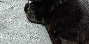 Petou participe au concours pour gagner de l'argent avec cette photo : animal, black_cat, cat, comfort, cozy, curled_up, domestic_cat, ears, feline, fur, indoor, nap, pet, quiet, relaxing, resting, sleeping, soft_texture, towel, whiskers