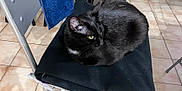 Petou a rejoint le concours — aidez-le/la à gagner de superbes lots ! animal, black_cat, blanket, cat, chair, cozy, curled_up, domestic_animal, feline, floor, fur, home, indoor, metal_chair, pet, quiet, relaxed, resting, tile_floor, yellow_eyes