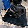 animal, black_cat, blanket, cat, chair, cozy, curled_up, domestic_animal, feline, floor, fur, home, indoor, metal_chair, pet, quiet, relaxed, resting, tile_floor, yellow_eyes