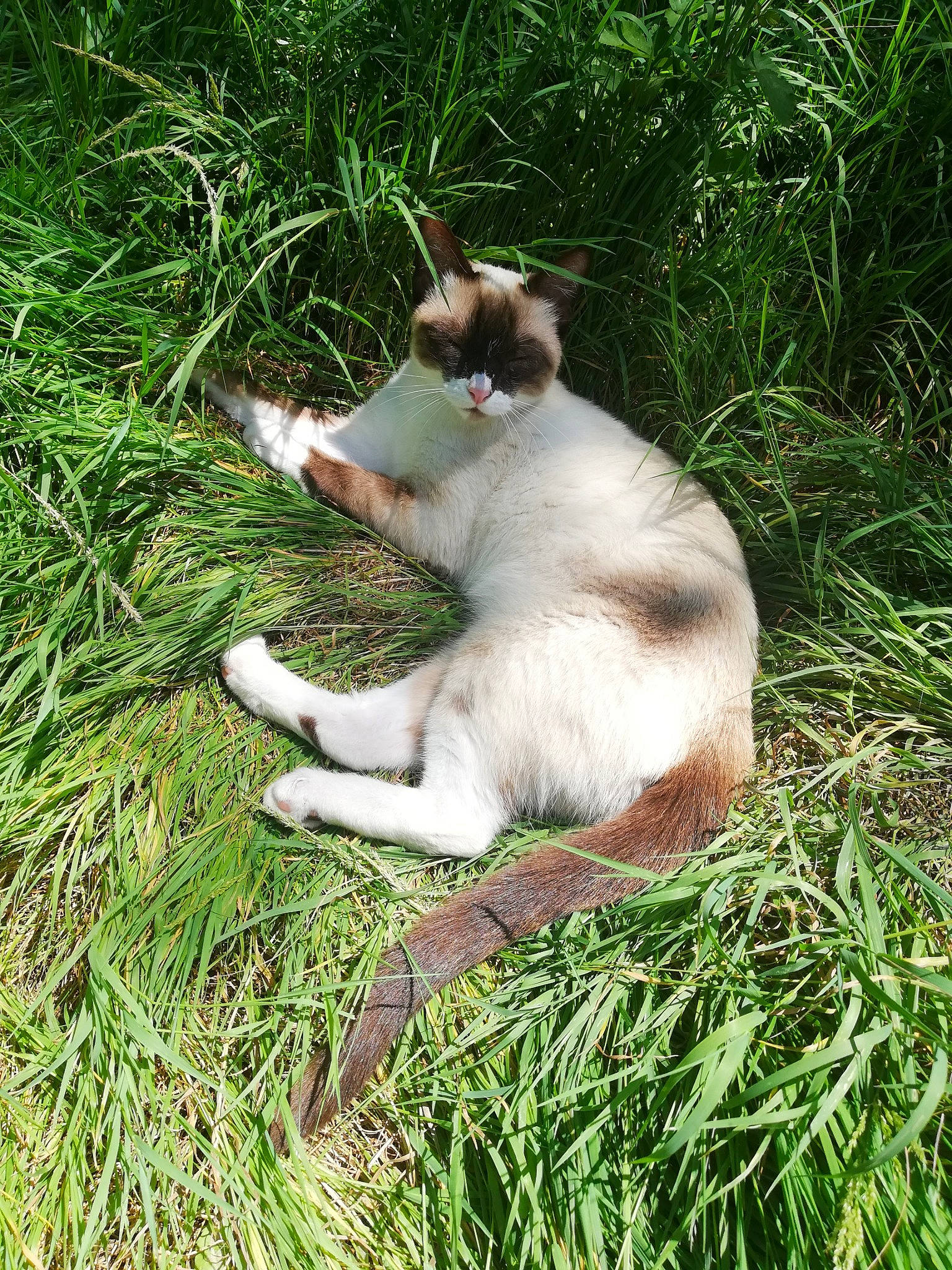 Blanca a rejoint le concours — aidez-le/la à gagner de superbes lots ! canidae, carnivore, cat, fawn, felidae, grass, grass_family, mammal, plant, small_to_medium_sized_cats, tail