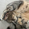 cats, cat, sleeping, cuddling, fluffy, fur, gray_cat, cream_cat, paw, whiskers, closed_eyes, relaxed, pet, animals, domestic_animals, nap, cozy, indoors, fabric, close_up