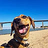 dog, beach, sand, bridge, collar, tongue_out, happy, outdoor, sunny, sky, water, canine, pet, nature, daytime, muzzle, ears, smiling, animal, leash