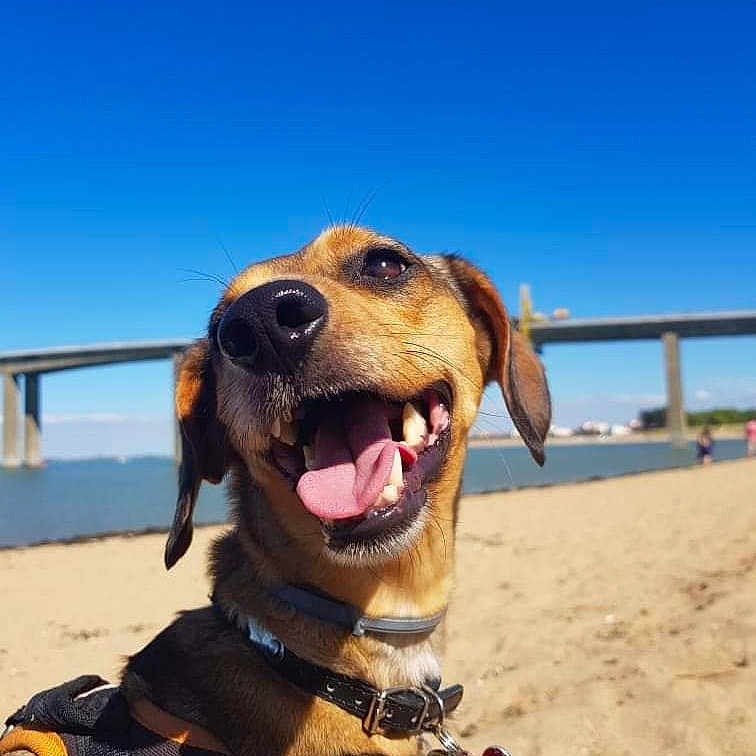 Chanel participe au concours pour gagner de l'argent avec cette photo : dog, beach, sand, bridge, collar, tongue_out, happy, outdoor, sunny, sky, water, canine, pet, nature, daytime, muzzle, ears, smiling, animal, leash