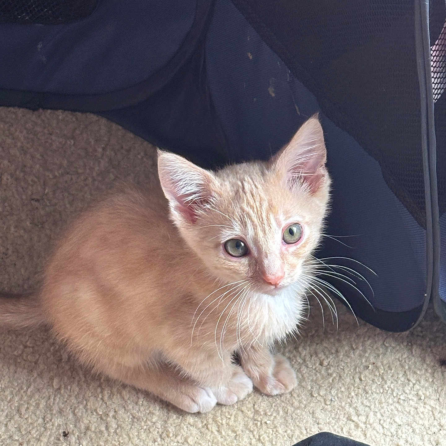 Apollo is registered to the contest to win money with this photo: animal, black_cloth, carpet, cat, closeup, curious, cute, ears, fabric, fur, ginger_cat, green_eyes, indoor, kitten, pet, pet_carrier, sitting, small, soft_light, whiskers