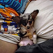 Karrhaboo joined the competition — help win amazing prizes! bed, blanket, chihuahua, closeup, colorful, cute, dog, ears, fur, indoor, lying_down, paw, person_torso, pet, pillow, portrait, puppy, shirt, sleepy, small_dog